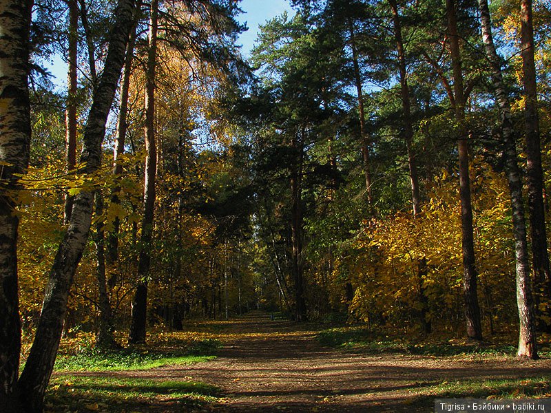 Осень одарила солнцем и золотом