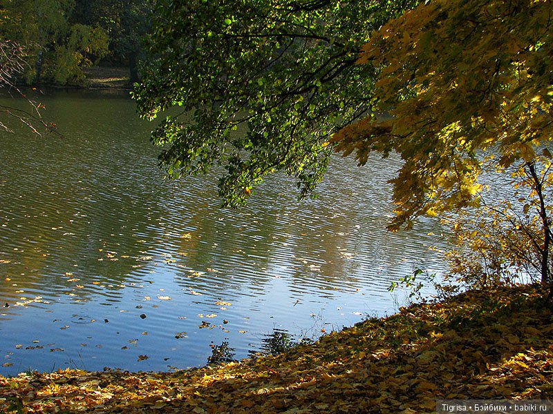Осень одарила солнцем и золотом (фото 10)