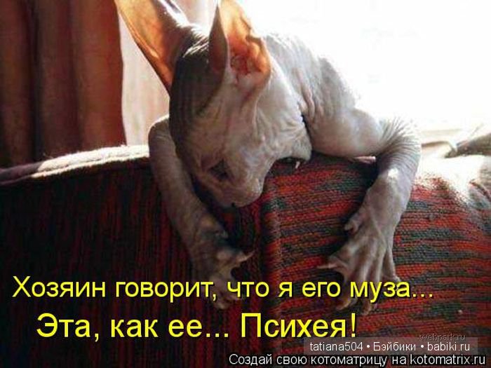 «Улыбочку пожалуйста или эти забавные КОТЫ!!!» (Воскресный позитив) (фото 7)