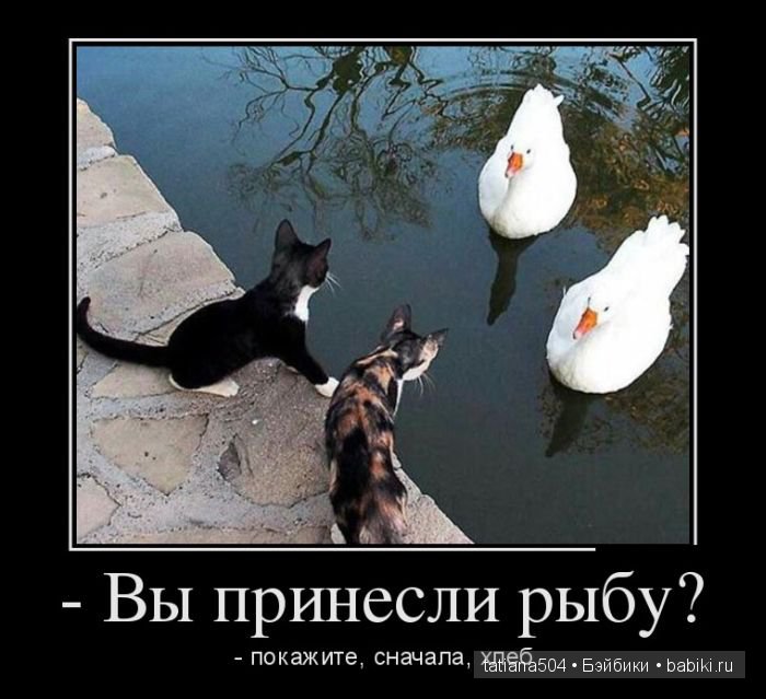 «Улыбочку пожалуйста или эти забавные КОТЫ!!!» (Воскресный позитив)