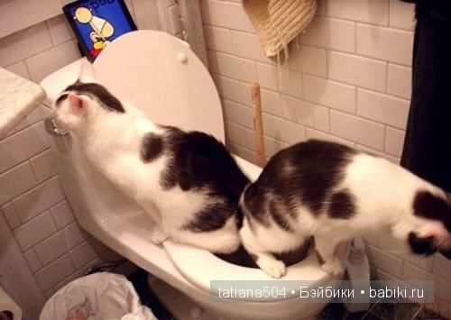 «Улыбочку пожалуйста или эти забавные КОТЫ!!!» (Воскресный позитив)