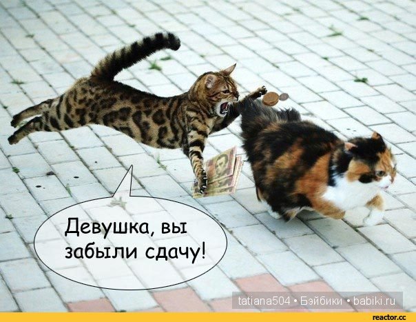 «Улыбочку пожалуйста или эти забавные КОТЫ!!!» (Воскресный позитив)