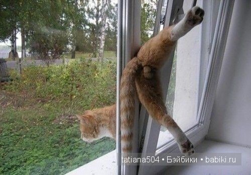 «Улыбочку пожалуйста или эти забавные КОТЫ!!!» (Воскресный позитив)
