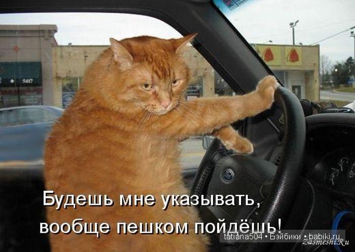 «Улыбочку пожалуйста или эти забавные КОТЫ!!!» (Воскресный позитив) (фото 5)