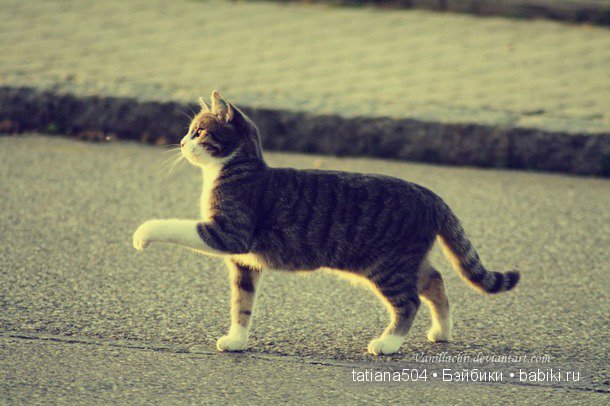 «Мечта коллекционеров!» (Субботний вечер) (фото 2)