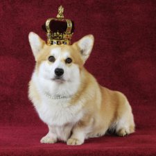 Вельш корги – любимцы королевы Елизаветы II