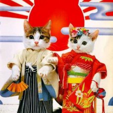 Любопытные истории - День кошек в Японии.