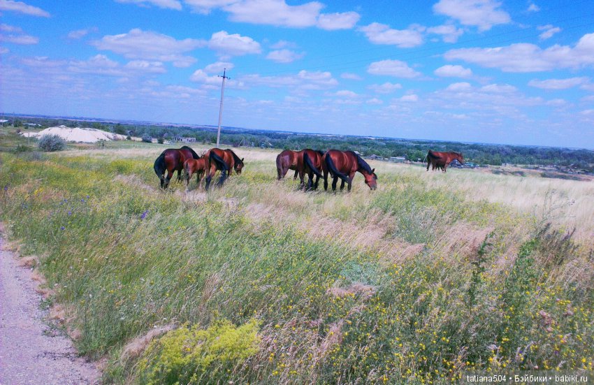 А у нас еще - ЛЕТО-ЛЕТО! Еще один выходной за городом с Клео (фото 4)