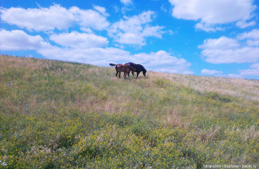 А у нас еще - ЛЕТО-ЛЕТО! Еще один выходной за городом с Клео (фото 5)