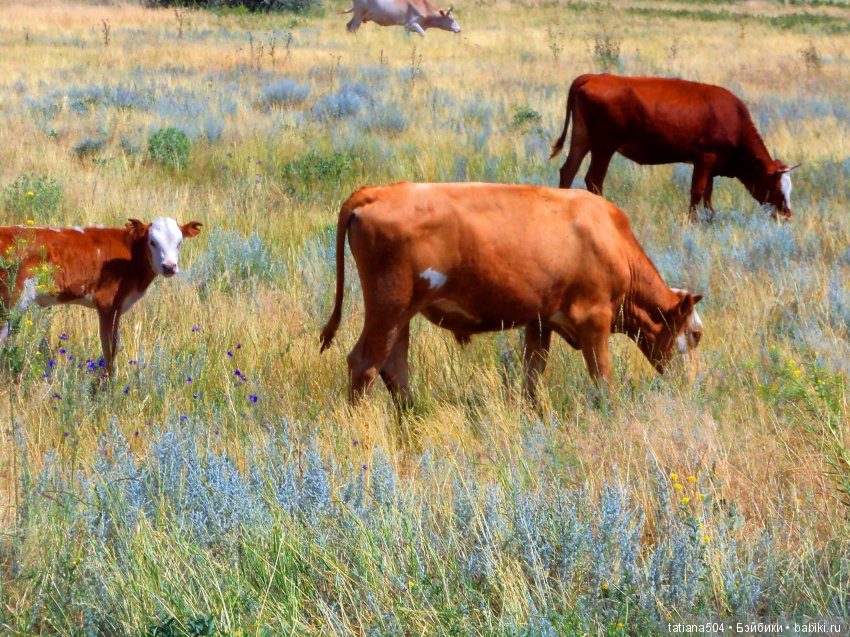 А у нас еще - ЛЕТО-ЛЕТО! Еще один выходной за городом с Клео