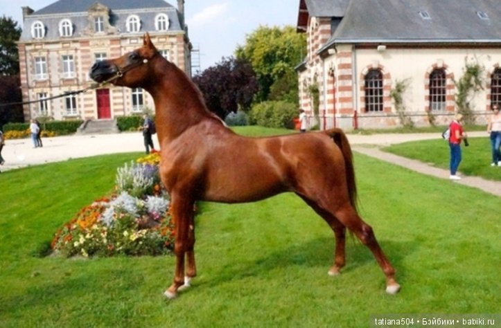 Кони в яблоках, кони сеpые, как мечта моя кони смелые…