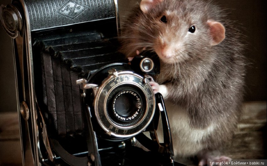 "Кошки-мышки" от Элеоноры Григорьевой (Eleonora Grigorjeva)