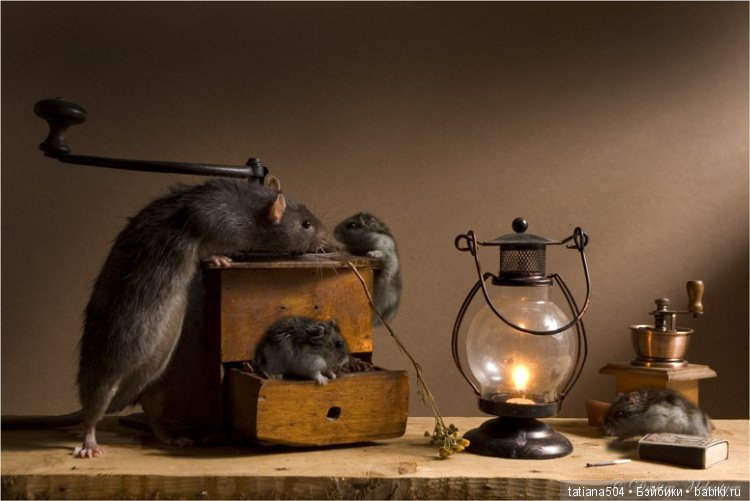 "Кошки-мышки" от Элеоноры Григорьевой (Eleonora Grigorjeva)