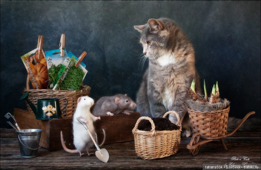 "Кошки-мышки" от Элеоноры Григорьевой (Eleonora Grigorjeva)