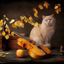 Осенний поцелуй после жаркого лета или ох уж эти котики