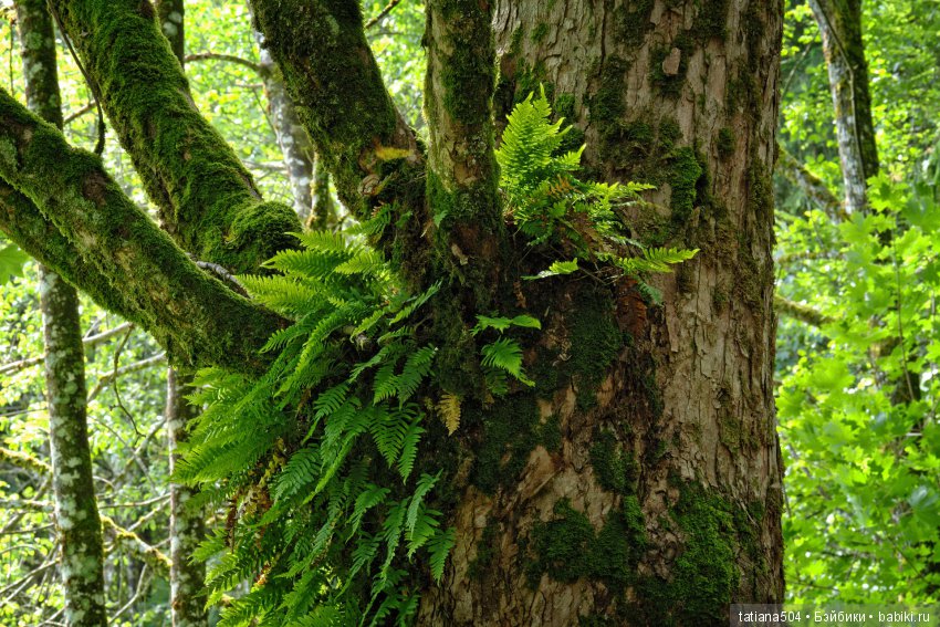 Природа - лучший учитель — Сочетание цветов: палитры для одежды и интерьера (фото 6)