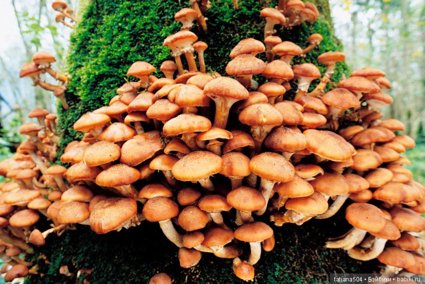 Природа - лучший учитель — Сочетание цветов: палитры для одежды и интерьера