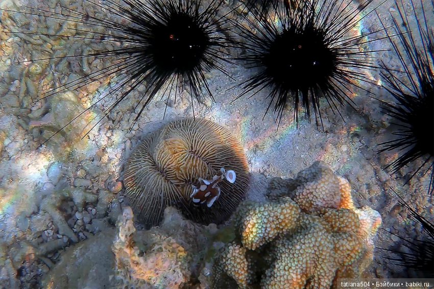 Природа - лучший учитель — Сочетание цветов: палитры для одежды и интерьера