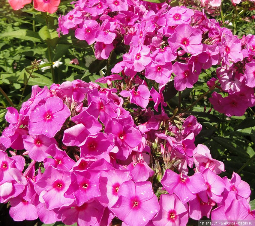 Люблю тебя, ЦВЕТОК, творенье… или ода куклам Annette Himstedt