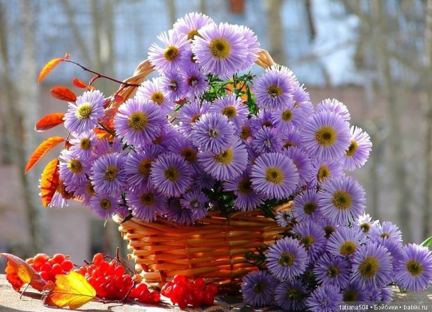 Люблю тебя, ЦВЕТОК, творенье… или ода куклам Annette Himstedt