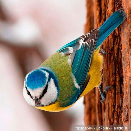 Асенька-синичка — Российские куклы Весна (фото 3)