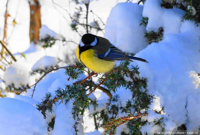 Асенька-синичка — Российские куклы Весна