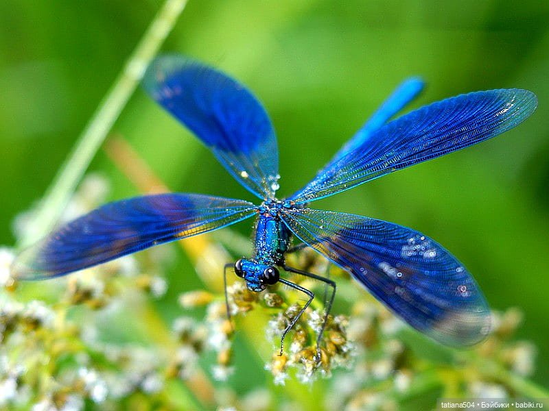 Мин-Чжу и остров стрекоз — Разные шарнирные куклы (не БЖД): редкие (фото 8)