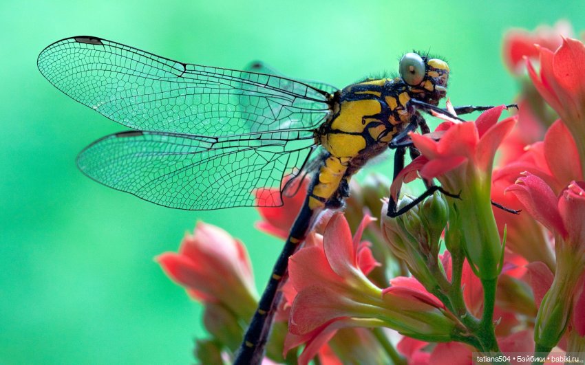 Мин-Чжу и остров стрекоз — Разные шарнирные куклы (не БЖД): редкие