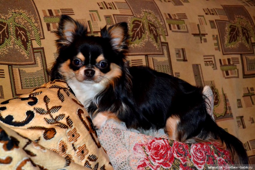 Неудачный фотосет или как мы готовились отметить День персика