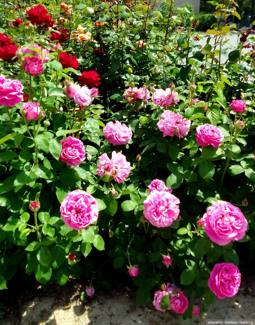 Розы, солнце, Ника — Разные шарнирные куклы (не БЖД): редкие (фото 4)