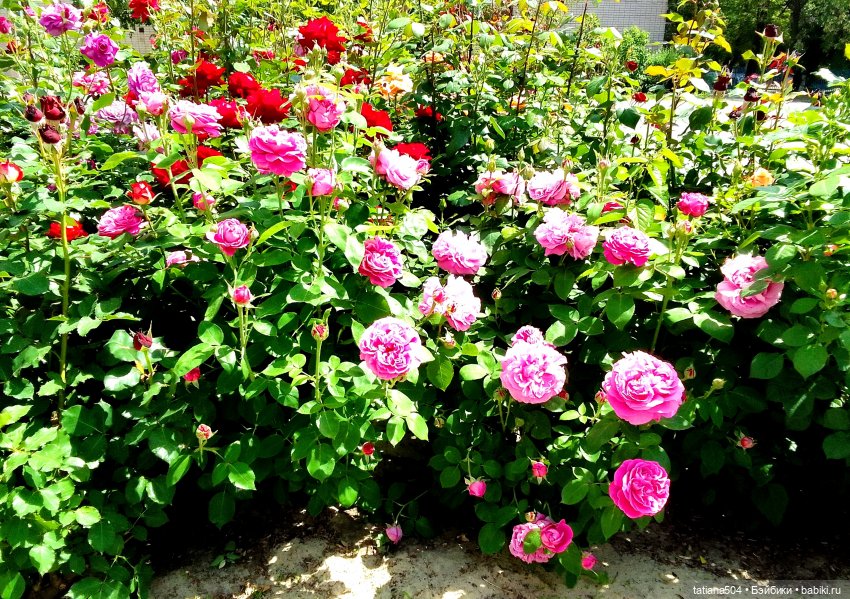 Розы, солнце, Ника — Разные шарнирные куклы (не БЖД): редкие