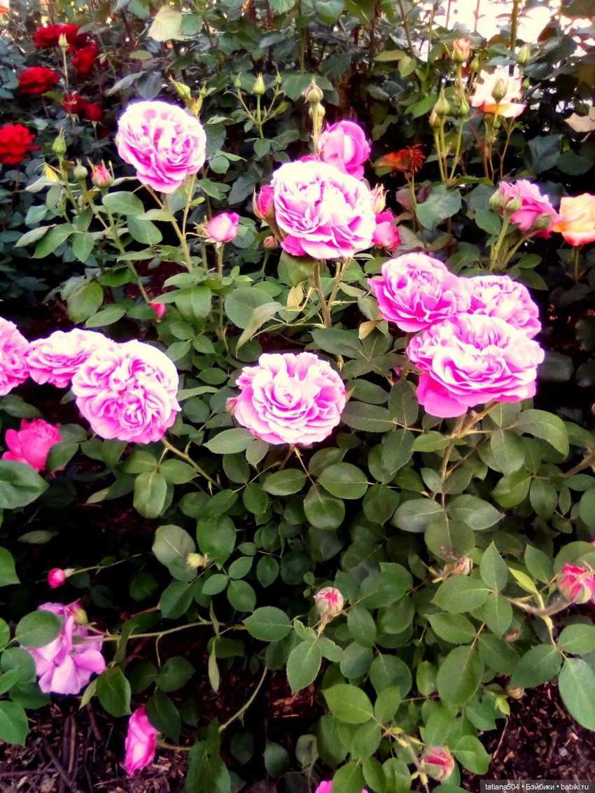 Розы, солнце, Ника — Разные шарнирные куклы (не БЖД): редкие (фото 3)