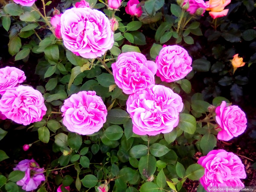 Розы, солнце, Ника — Разные шарнирные куклы (не БЖД): редкие (фото 2)