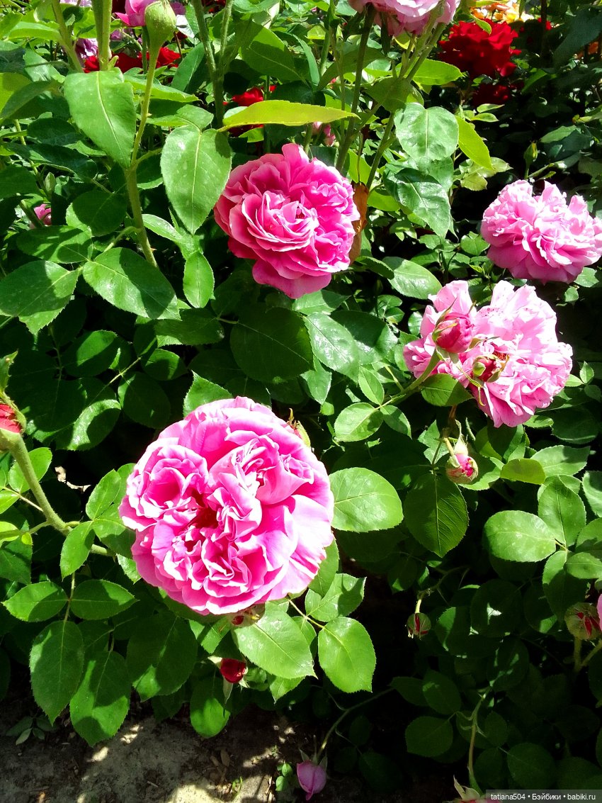 Розы, солнце, Ника — Разные шарнирные куклы (не БЖД): редкие (фото 7)