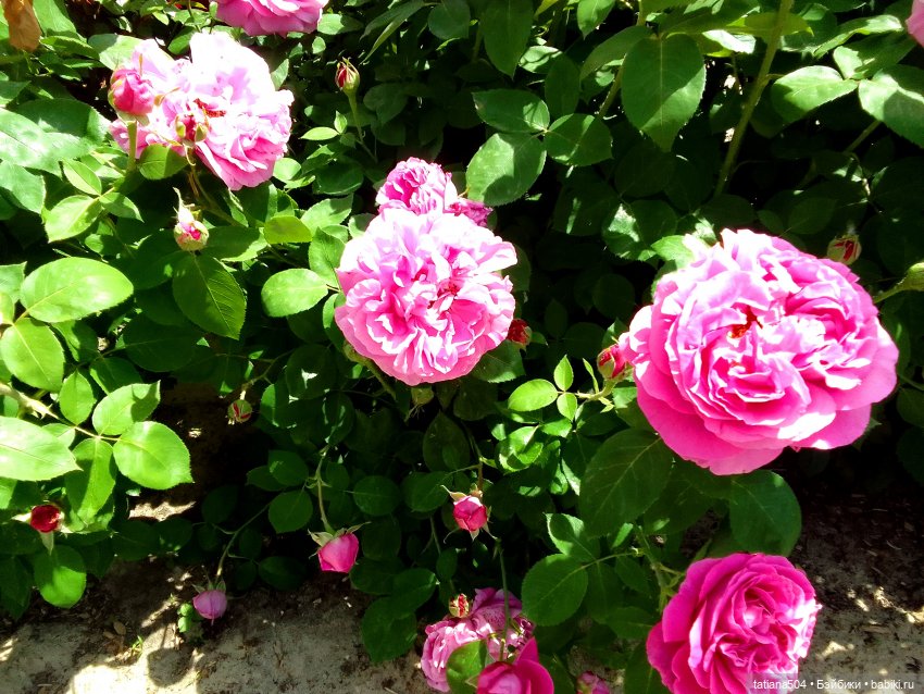 Розы, солнце, Ника — Разные шарнирные куклы (не БЖД): редкие (фото 5)