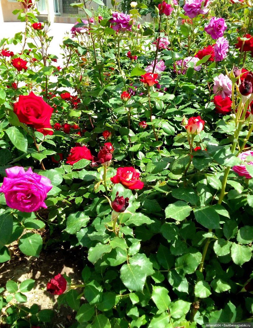 Розы, солнце, Ника — Разные шарнирные куклы (не БЖД): редкие (фото 8)