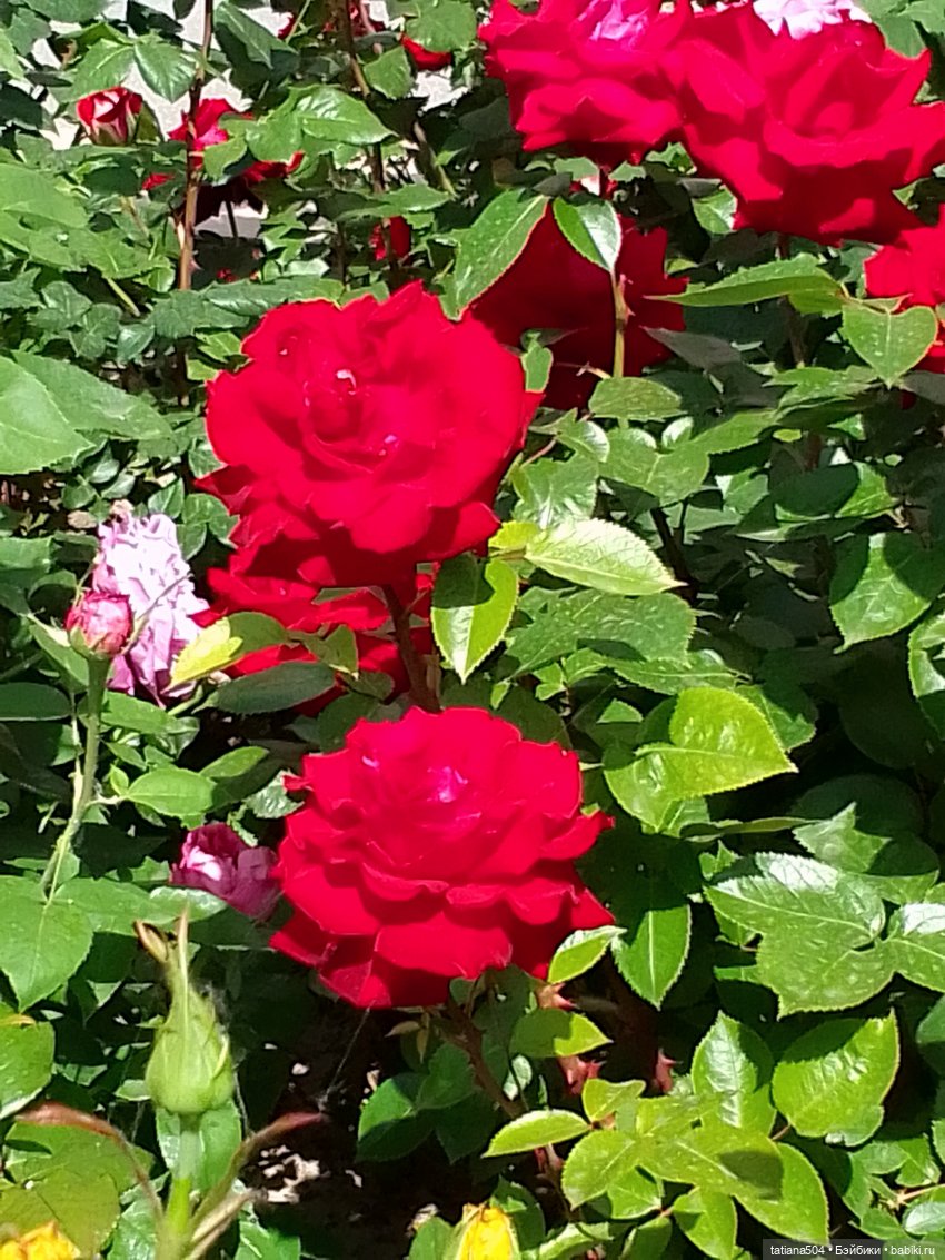 Розы, солнце, Ника — Разные шарнирные куклы (не БЖД): редкие (фото 10)