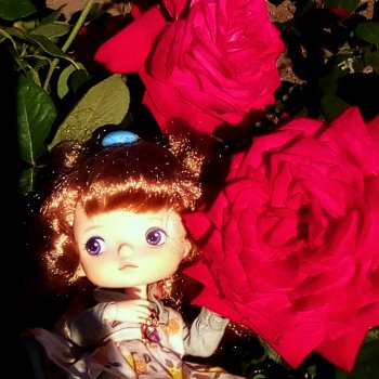 Розы, солнце, Ника...