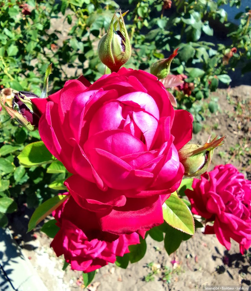 Розы, солнце, Ника — Разные шарнирные куклы (не БЖД): редкие