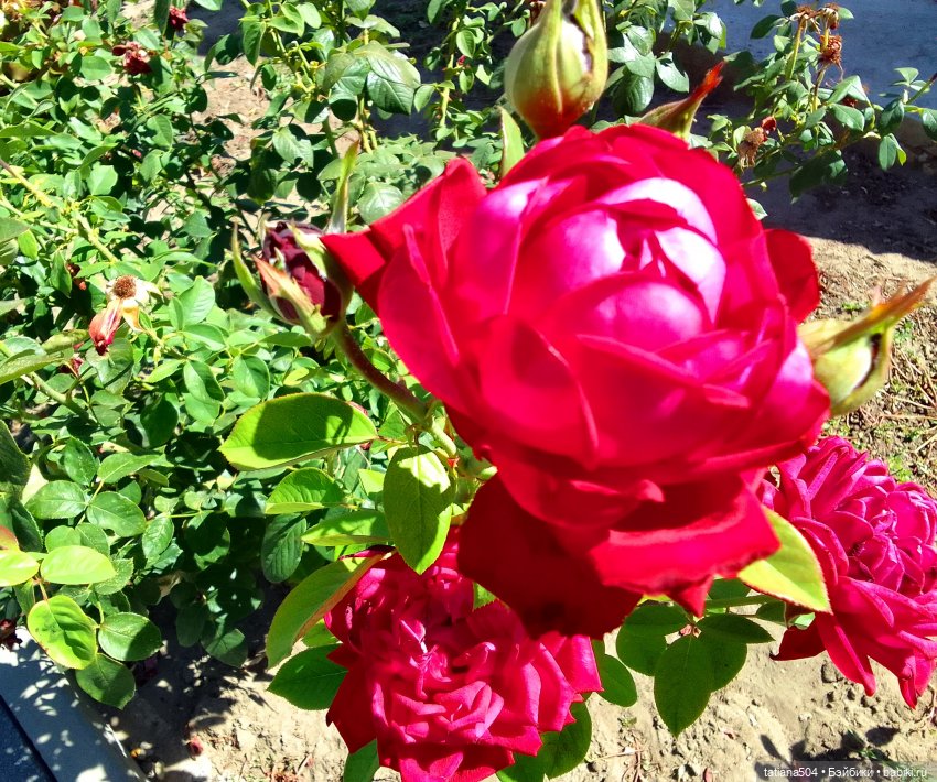 Розы, солнце, Ника — Разные шарнирные куклы (не БЖД): редкие