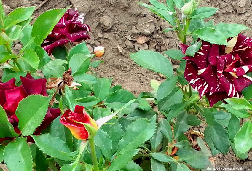 Последние розы в ноябре — Редкие и винтажные куклы Zapf Creation: Colette (фото 2)