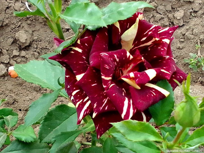 Последние розы в ноябре — Редкие и винтажные куклы Zapf Creation: Colette (фото 3)