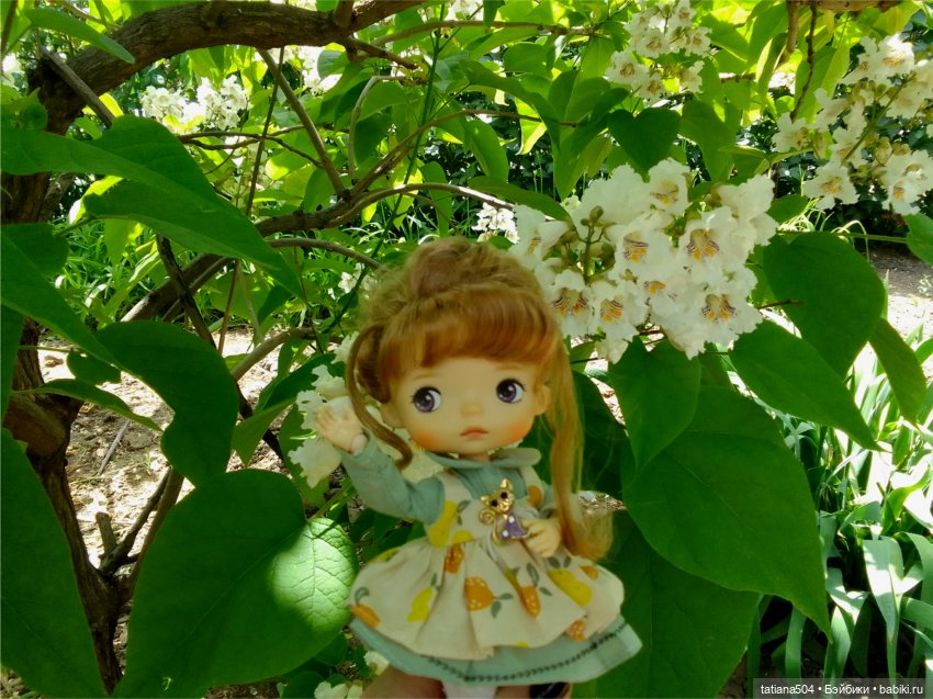 «Макаронное дерево», дерево счастья или слоновьи уши