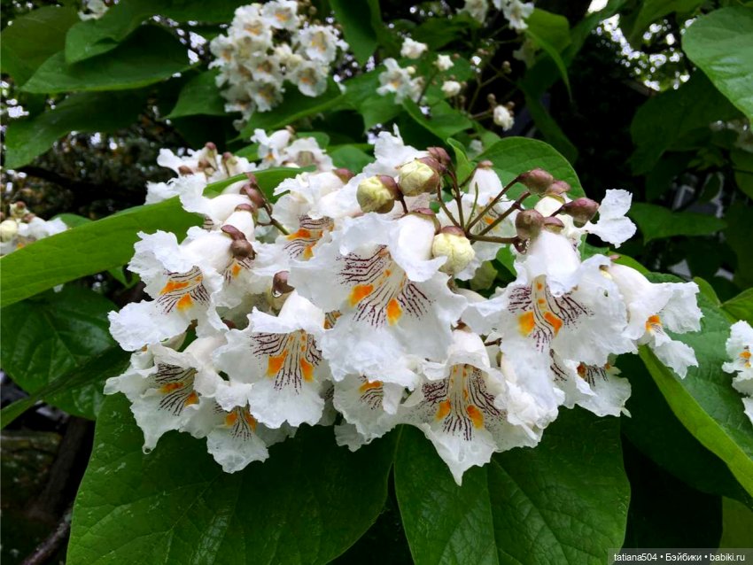 «Макаронное дерево», дерево счастья или слоновьи уши
