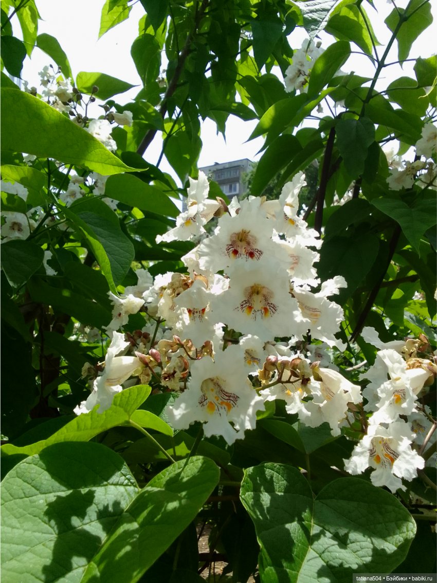 «Макаронное дерево», дерево счастья или слоновьи уши