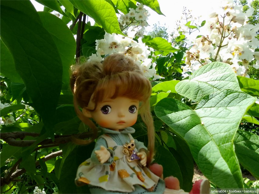 «Макаронное дерево», дерево счастья или слоновьи уши