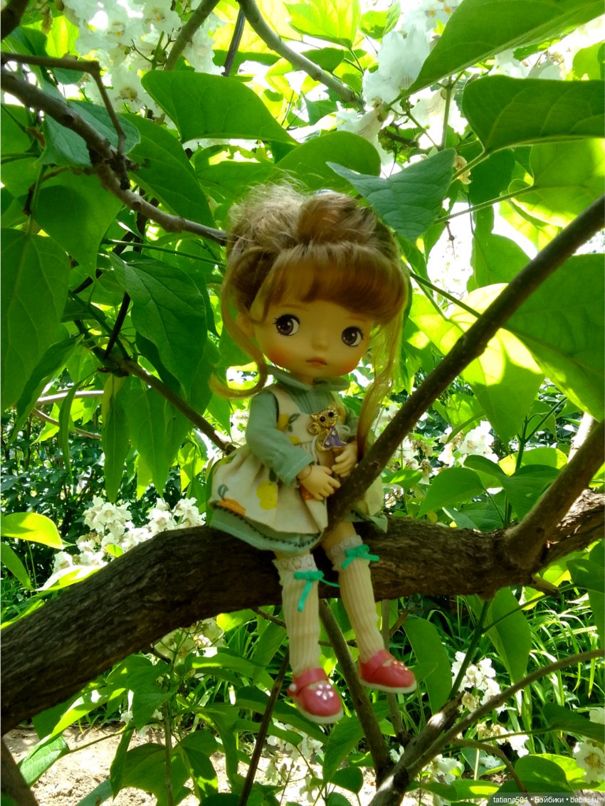 «Макаронное дерево», дерево счастья или слоновьи уши