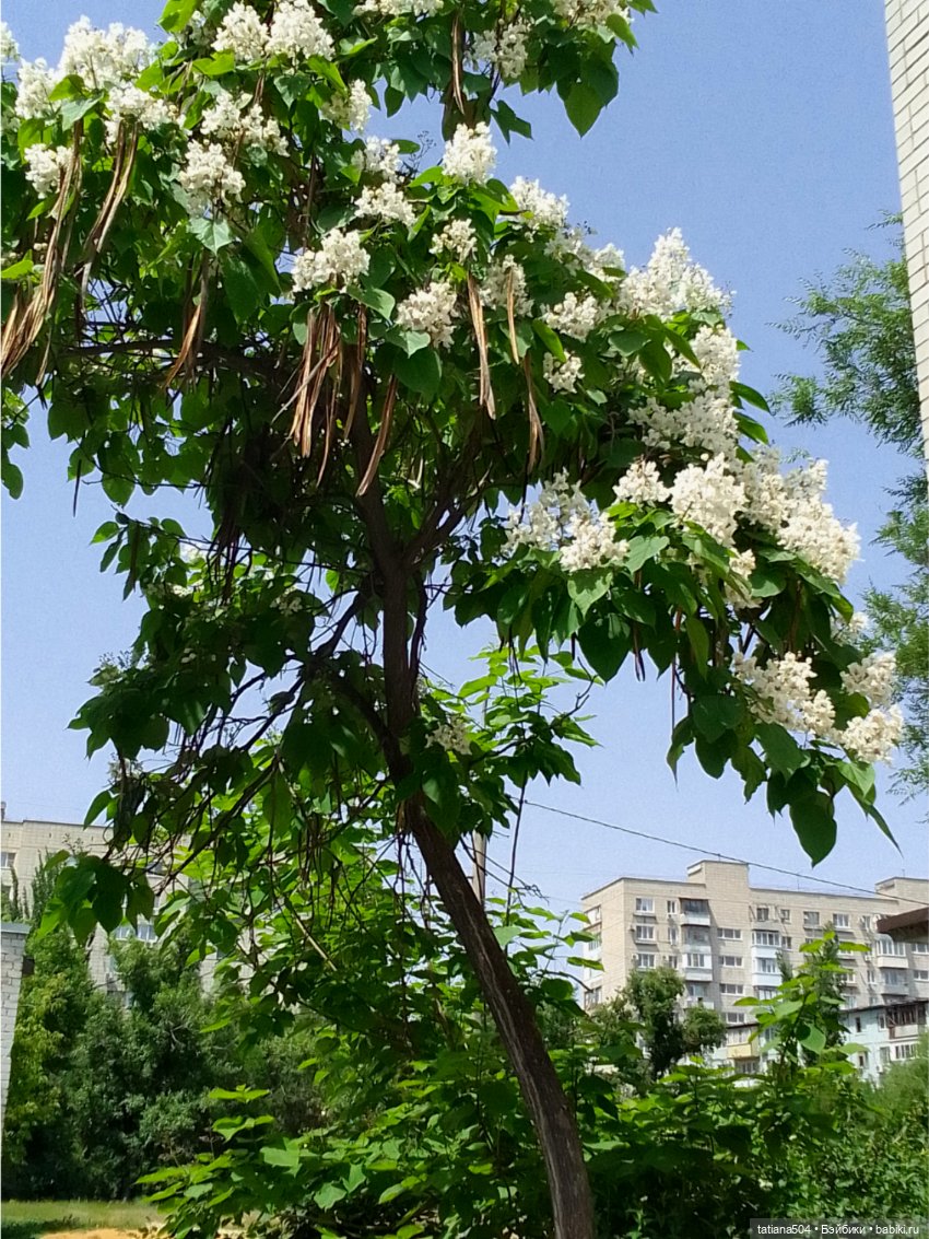 «Макаронное дерево», дерево счастья или слоновьи уши