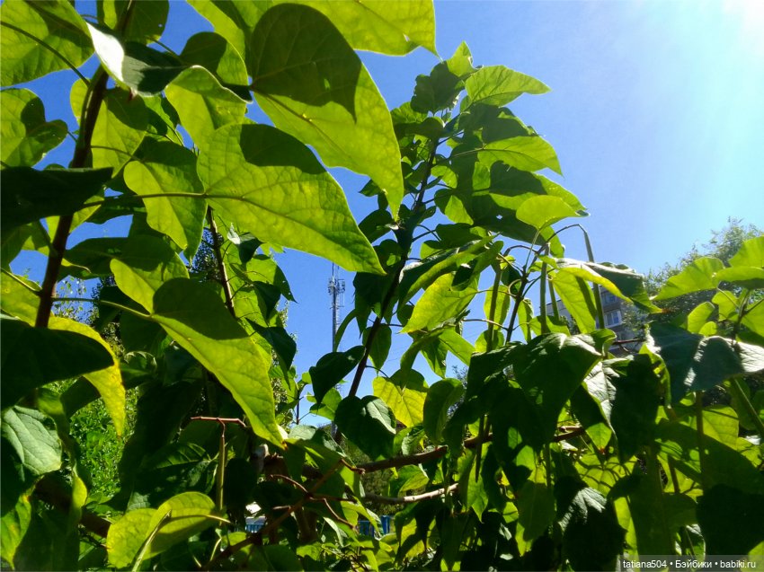 «Макаронное дерево», дерево счастья или слоновьи уши