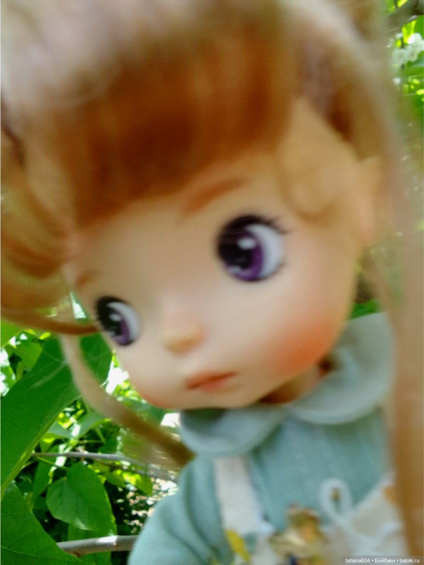 «Макаронное дерево», дерево счастья или слоновьи уши